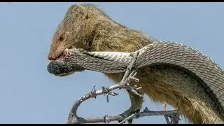 14 Merciless Battles Of Wild Snakes And Mongooses