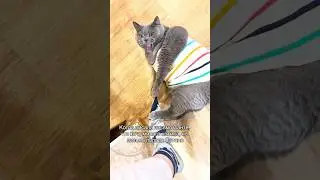 Skuf the Cat. Video by: @kot.filya 