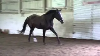 Bijou trotting and cantering