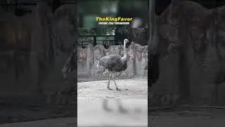 Tướng Đi Của Ẻm 😆❤ | SHORT 30