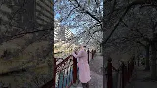 Парадокс красоты под Сакурой в Японии 