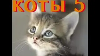 кошки 5