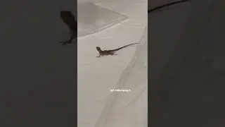 I Can Do It All 🤣