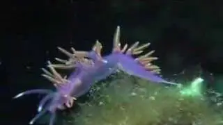 Diving in Liguria, special