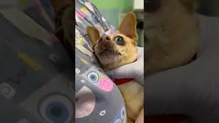 Моя собачка лечит зубки
