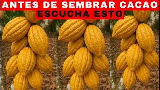 Cacao: Before PLANTING CACAO, You Need to KNOW This (Almost Nobody Tells You)