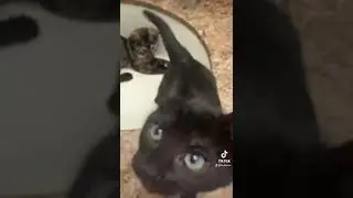 testing stickers on kittens