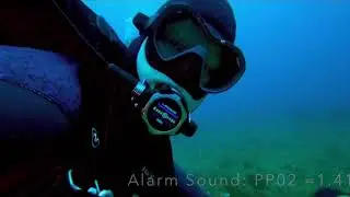 Jupiter Shark Dive February 2021
