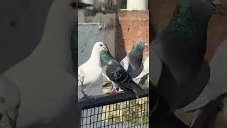 #racingpigeon #flying today 09/10/24