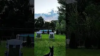 When your dog sees a UFO!  #puppy #gsds #dog #superman