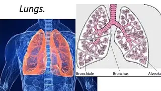Lungs | The right and left lung | BDC.