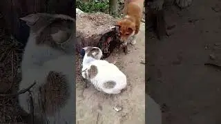 Dog & cat funny video 