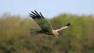 ✔️ Болотный лунь. Полёт над водой. (Снято в Калининграде)