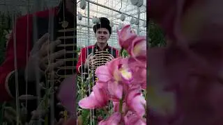 Heaven on Earth - Orchid nursery that makes you gasp 😍 #cymbidium #flower #flora