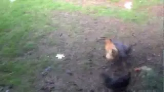 chicken dog competition