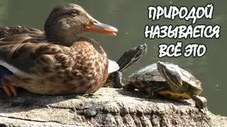 Природой называется все это...