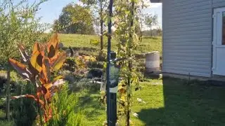 #дача  в #октябре#пересаживаем на #постоянное место #азалии #родики и #гортензииметельчатые