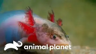A capacidade regenerativa dos axolotes | O Incrível Mundo Animal | Animal Planet Brasil
