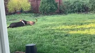 Duke & Meri Play for the First Time