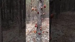 Белые грибы растут на деревьях🤪