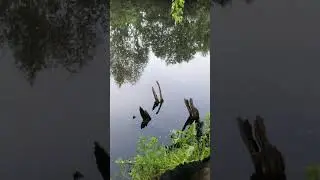зарыбить не удалось