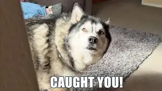 Sunbathing Husky Told Me To Fluff Off For Sneaking Up On Him!