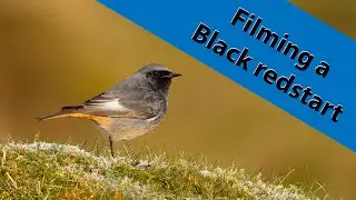 A bird photography day on the Great Orme in Wales.