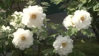 Japon : Adachi, le plus beau jardin japonais de l'archipel