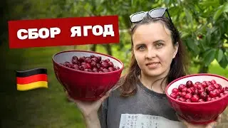 СБОР ЯГОД / ЧЕРЕШНИ🍒В ГЕРМАНИИ 2024 / РАБОТА НА ПОЛЯХ В ГЕРМАНИИ / ЖИЗНЬ В ГЕРМАНИИ