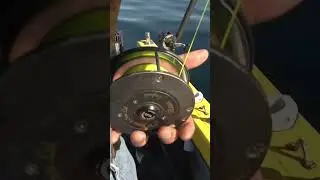 SHARK ON A FLY ROD! 🎣
