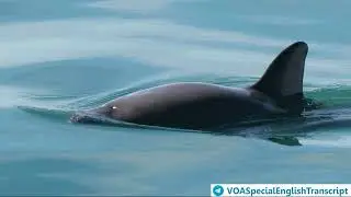 Little Progress in Effort to Save Vaquita