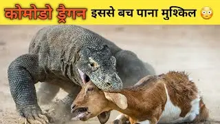 इंसान भी इससे नहीं बच पाते 😳, komodo dragon ,
