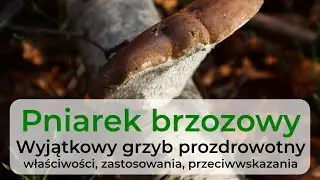 Pniarek brzozowy - wyjątkowy grzyb prozdrowotny (pospolity w Polsce!)