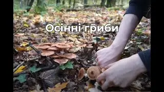Autumn Mushroom Foraging - Gathering Honey Mushrooms 🍂🍄