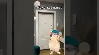 #рекомендации #мем #cat #юмор #youtube коту не повезло... 🤣