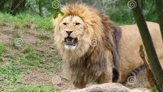 शेरों की शायरी | Shayari Shero Wali | Sher Ki Attitude Shayari | Best Shayari in 2021 | Lion Shayari