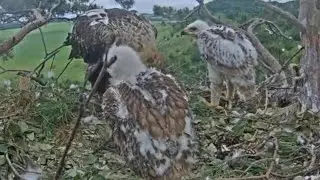 Eastern imperial eagle | ALTYN bring prey for two eaglet | June 29, 2022