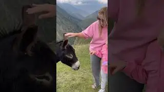 Горные ослы