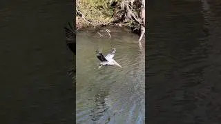 Pelican Dive-Bombing for Fish 🐟 