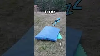How Animals Would Go To Sleep If They Were People. (Compilation)