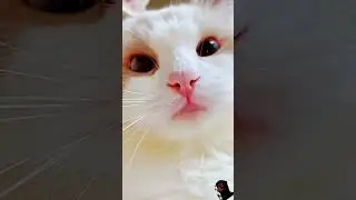 #cat #catlover #cute #meow #kitten #catmeow #video #viral #subscribe