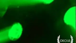 DECIUS - BITCH TRACKER