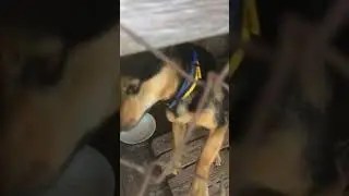 радость собаки хозяину с утра