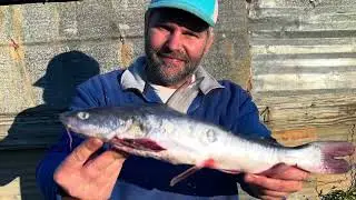 State Record Hard Head Catfish Bowfishing BAA Submission