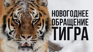 TIGER'S NEW YEAR APPEAL! | The Browning camera trap captured a tiger roaring!