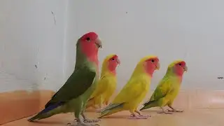 Lovebirds on the floor