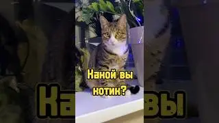 Печенька, Беляш или Компот? 😻 