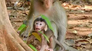 Poor monkey 🐒 finding foods, Wildlife #monkey #animal #video #fyp #love #foryou #fb #AmaZing #OMG
