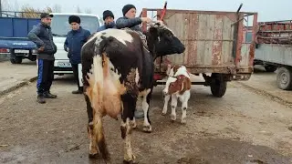КУВА МОЛ БОЗОРИ ФАРГОНА | 18-февраль, 2024.