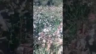 Узбекистонда хоразим вилойати хазарасп туман пахта йигни бошланди килоси 1000 сом 👍👍👍